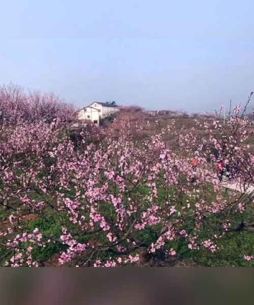 桃花村新闻头条——成都兴龙交通设施厂新动态：桃花村新闻头条最新消息